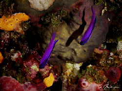 This image was taken during a dive at Palancar Horseshoe ... by Steven Anderson 